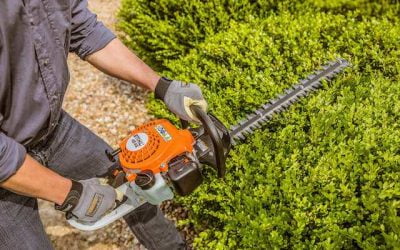 Hvornår klipper man hæk?