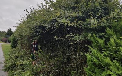 Er du på udkig efter en professionel firma til beskæring af bøgehæk?