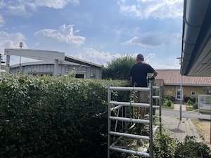 Beskæring af ligusterhæk i odense