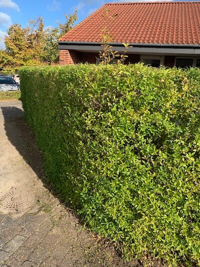 Hækklipning af liguster hæk