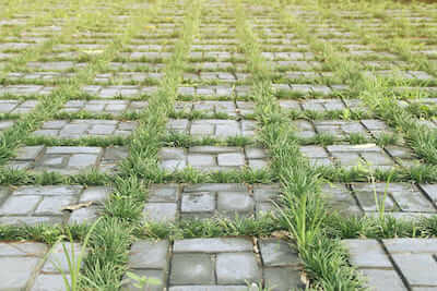 Ukrudt_mellem_fliser Ukrudt mellem fliser