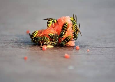 Hvepse sidder på frugt og spiser