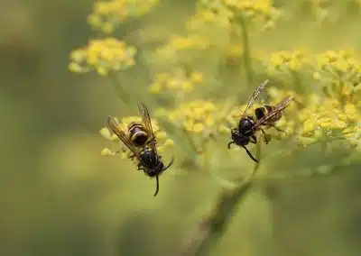 Hvepse sidder på blomst