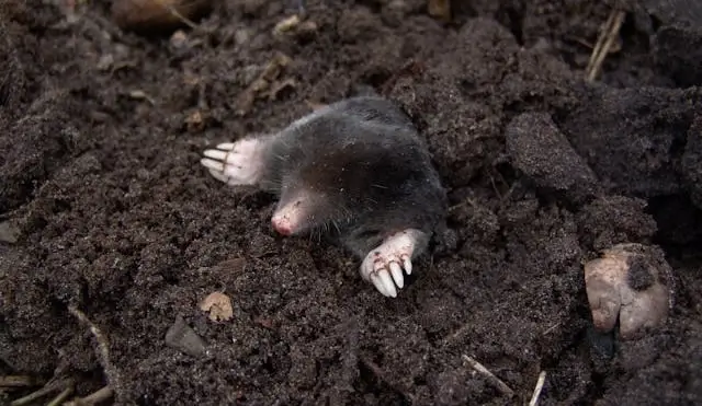 Hvordan får man udryddet muldvarpe? Effektive metoder til bekæmpelse