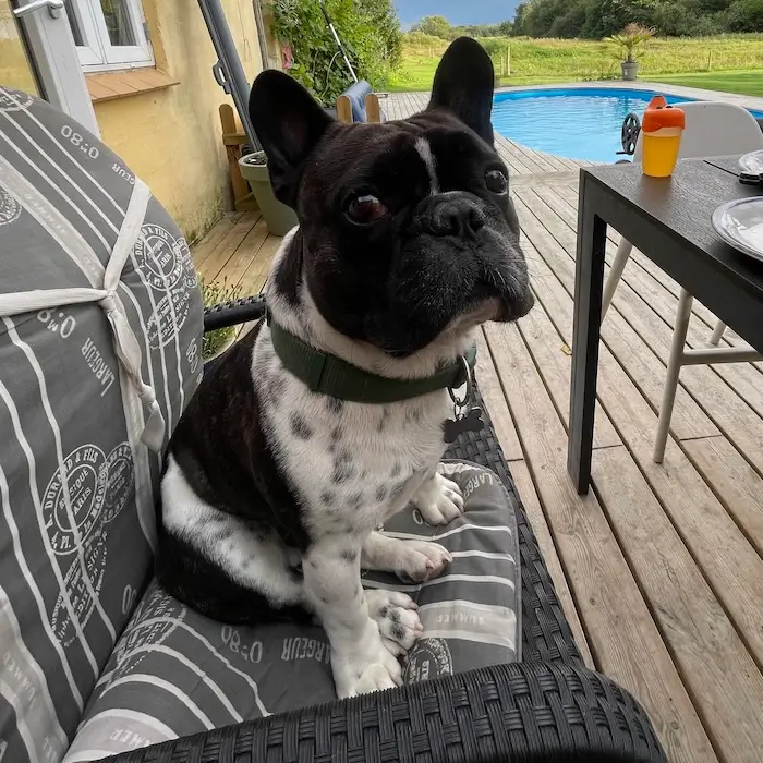 Fransk bulldog på terrasse ved pool